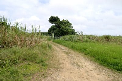 祖納集落から比川集落へ