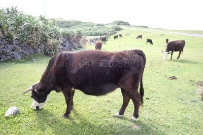 沖縄県 与那国島 東牧場 放牧された牛