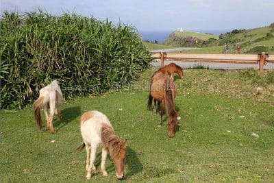 与那国島東埼灯台とヨナグニ馬