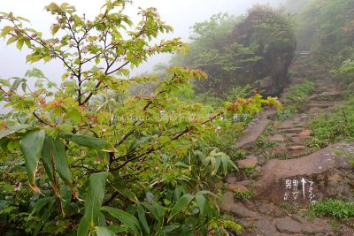 秋田県 秋田駒ケ岳 登山 登山道 分かれ道