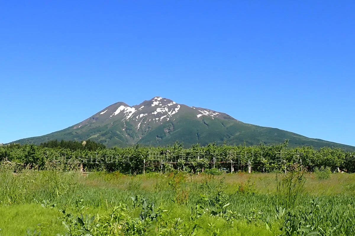 日本百名山 青森県最高峰 山桜とミチノクコザクラ咲く岩木トレッキング