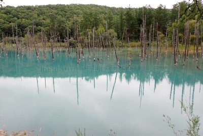 北海道 美瑛 青い池