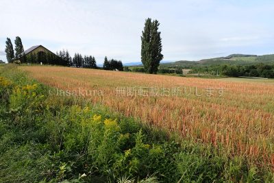 北海道 美瑛 美瑛の丘 ケンとメリーの木