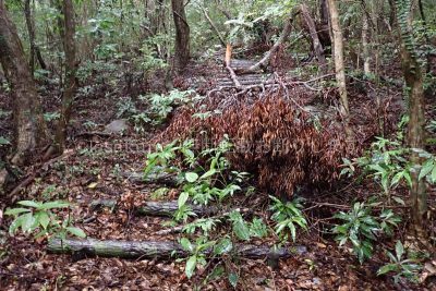 沖縄県 久米島 だるま山 登山道