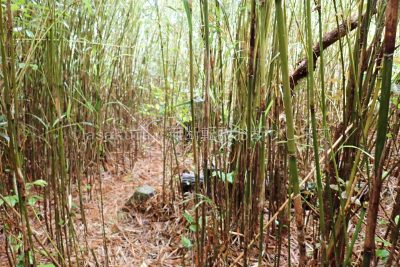 沖縄県 久米島 だるま山 山頂 三角点