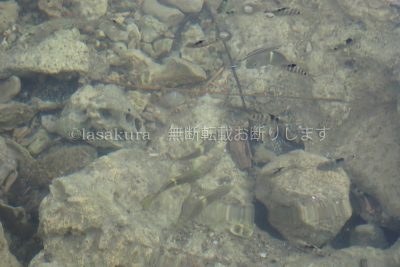 沖縄県 久米島 熱帯魚の家