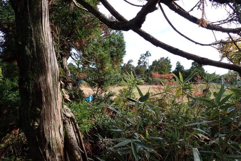 兵庫県氷ノ山山頂近くにある高地湿地帯