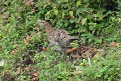 兵庫県 氷ノ山 ヤマドリ 山鳥 山雉 キタヤマドリ 北山鳥 幼鳥 ひな鳥