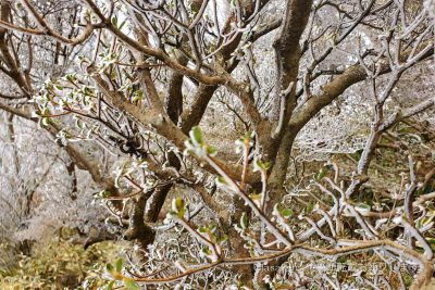 長崎県 雲仙市 雲仙岳 普賢岳 登山 国見岳 霧氷 花ぼうろう