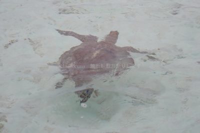 鹿児島県 与論島 百合ヶ浜 百合ケ浜渡し 百合ケ浜渡し ウミガメ