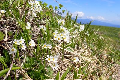 宮城県 栗駒山 東栗駒山 登山 ヒナザクラ 高山植物 花