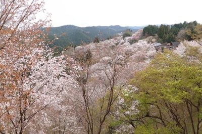 奈良県 吉野町 吉野山 吉野参詣道 桜 千本桜 中の千本