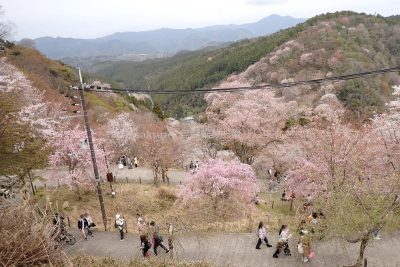 奈良県 吉野町 吉野山 吉野参詣道 桜 千本桜 七曲り 下の千本