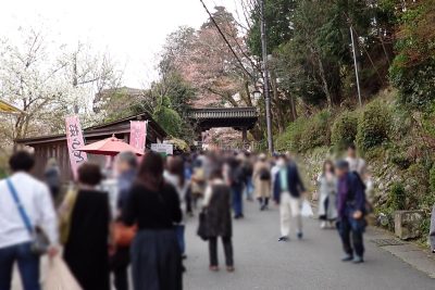 奈良県 吉野町 吉野山 吉野参詣道 桜 千本桜 金峯山寺 黒門 世界遺産