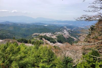奈良県 吉野町 吉野山 吉野参詣道 桜 千本桜 上千本 花矢倉展望台