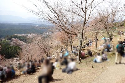 奈良県 吉野町 吉野山 吉野参詣道 桜 千本桜 上千本