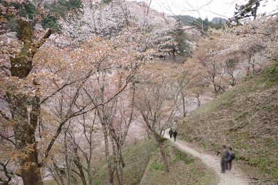 奈良県 吉野町 吉野山 吉野参詣道 桜 千本桜 中千本 中千本を通り抜け