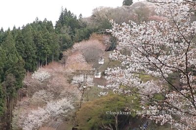 奈良県 吉野町 吉野山 吉野参詣道 桜 千本桜 吉野大峯ケーブル ロープウェイ