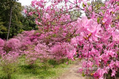 兵庫県 西宮市 天然記念物 コバノミツバツツジ群落 コバノミツバツツジ