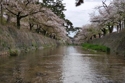 兵庫県 西宮市 武庫川 夙川公園 満開の桜並木