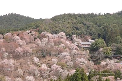 奈良県 吉野町 吉野山 吉野参詣道 桜 千本桜