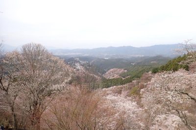 奈良県 吉野町 吉野山 吉野参詣道 桜 千本桜 上千本の参詣道