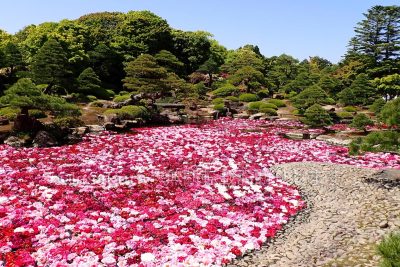 島根県 松江市 日本庭園 由志園 春の牡丹園遊会 池泉牡丹