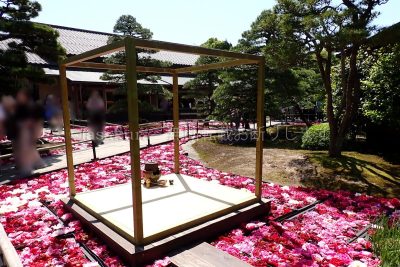 島根県 松江市 日本庭園 由志園 春の牡丹園遊会 牡丹苑路
