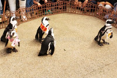 島根県 松江市 松江フォーゲルパーク マゼランペンギン
