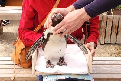 島根県 松江市 松江フォーゲルパーク マゼランペンギン