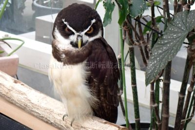 島根県 松江市 松江フォーゲルパーク めがねフクロウ