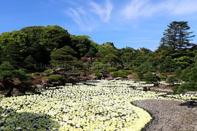 島根県 松江市 日本庭園 由志園 春の牡丹園遊会 黄金の池泉牡丹