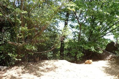 六甲山 風吹き岩 猫 登山