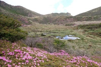 大分県 くじゅう連山 登山 西千里ヶ浜 ミヤマキリシマ