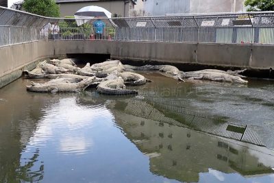 大分県 別府市 温泉 べっぷ地獄めぐり 鬼山地獄