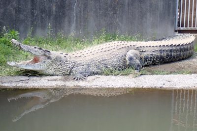 大分県 別府市 温泉 べっぷ地獄めぐり 鬼山地獄