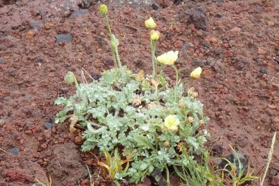 北海道 利尻島 利尻山 登山 高山植物 花 リシヒナゲシ