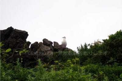 展望所に上がるところでウミネコの視線が…