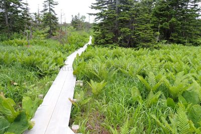 北海道 利尻島 南原湿原 1周ドライブ