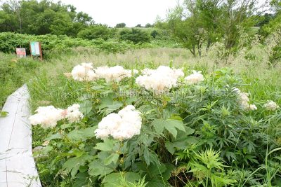 北海道 利尻島 南原湿原 1周ドライブ