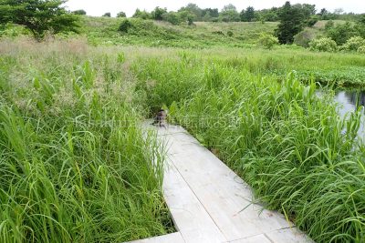 北海道 利尻島 南原湿原 1周ドライブ 鵜 野鳥