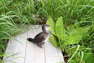 北海道 利尻島 南原湿原 1周ドライブ 鵜 野鳥