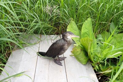 北海道 利尻島 南原湿原 1周ドライブ 鵜 野鳥