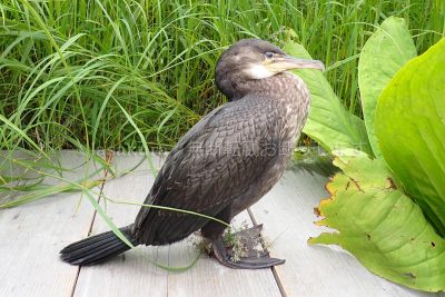 北海道 利尻島 南原湿原 1周ドライブ 鵜 野鳥