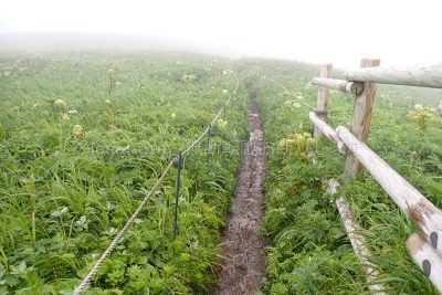 北海道 礼文島 桃岩展望台コース トレッキング 高山植物 花 ぬかるみ