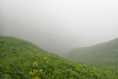 北海道 礼文島 桃岩展望台コース トレッキング 高山植物 花 キンバイの谷