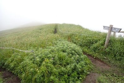 北海道 礼文島 桃岩展望台コース トレッキング 高山植物 花 つばめ山