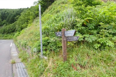 北海道 礼文島 礼文林道元地口 レブンウスユキソウ群生地