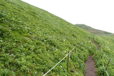 北海道 礼文島 桃岩展望台コース トレッキング 高山植物 花 レブンウスユキソウ群生地