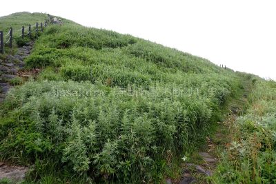 北海道 利尻島 ペシ岬